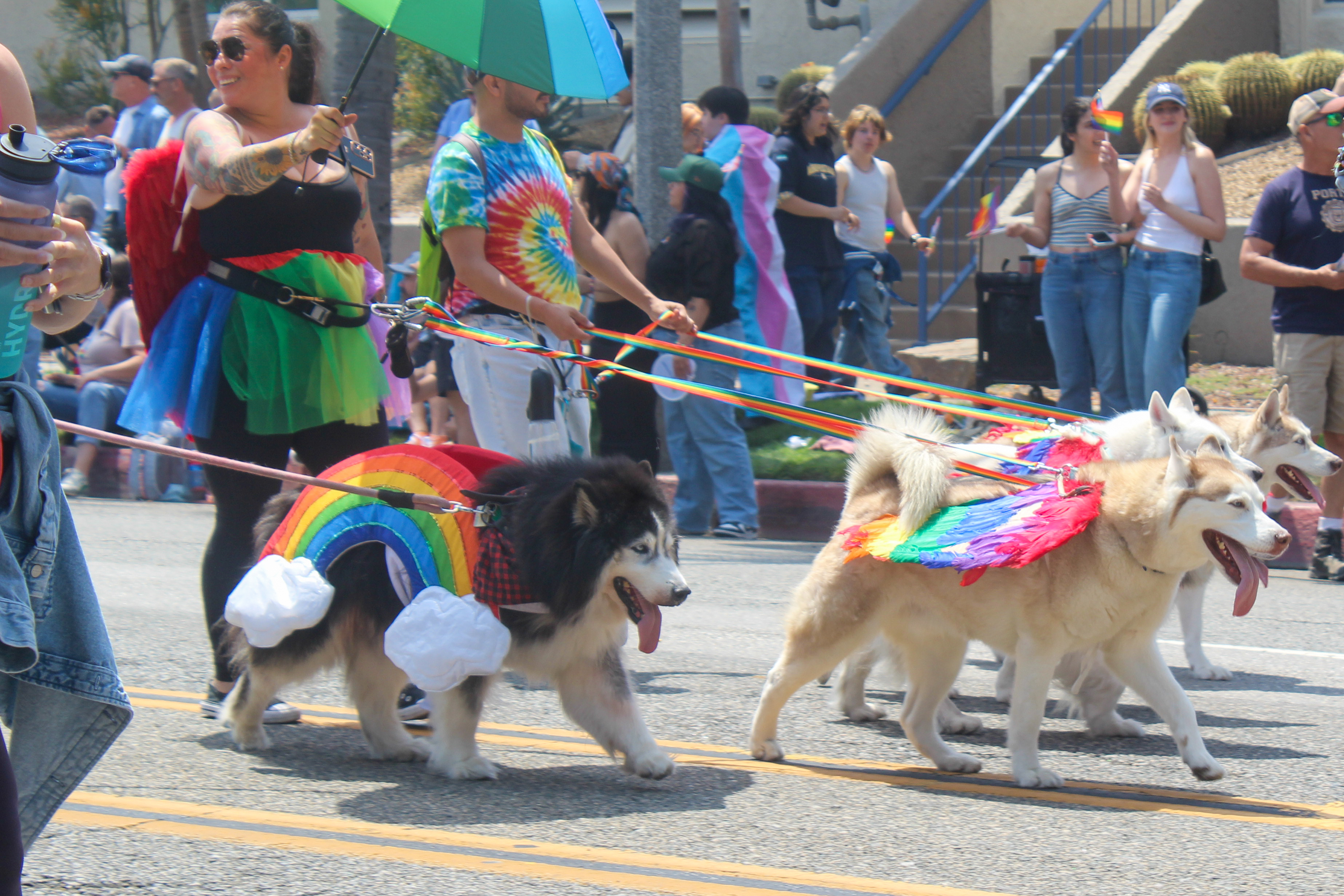 Huskies with rainbow outfits participated in the 43rd annual Long...