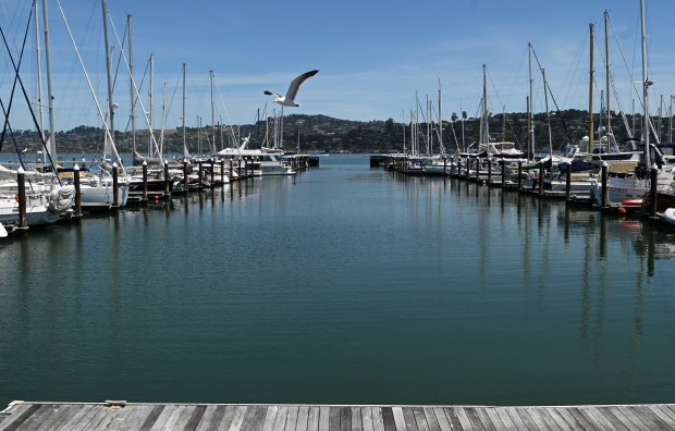 Pelican Harbour in Sausalito, Calif., on Monday, May 11, 2026. (Alan Dep/Marin Independent Journal)