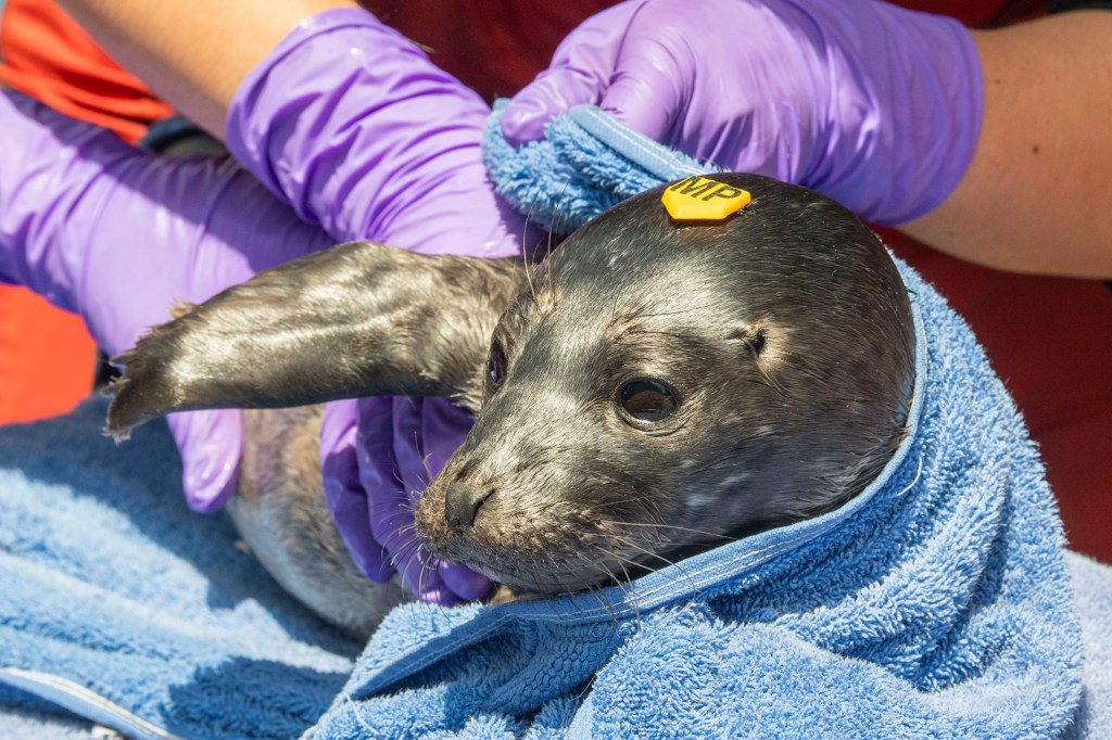 It’s harbor seal pup season. Here’s how to be a good neighbor – Marin Independent Journal