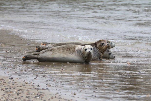 Rehabilitated patients of the Marine Mammal Center being released at Chimney Rock, Point Reyes National Seashore on June 13, 2025. (Trina Baucom/The Marine Mammal Center)