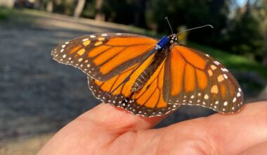 Monarch butterfly on person
