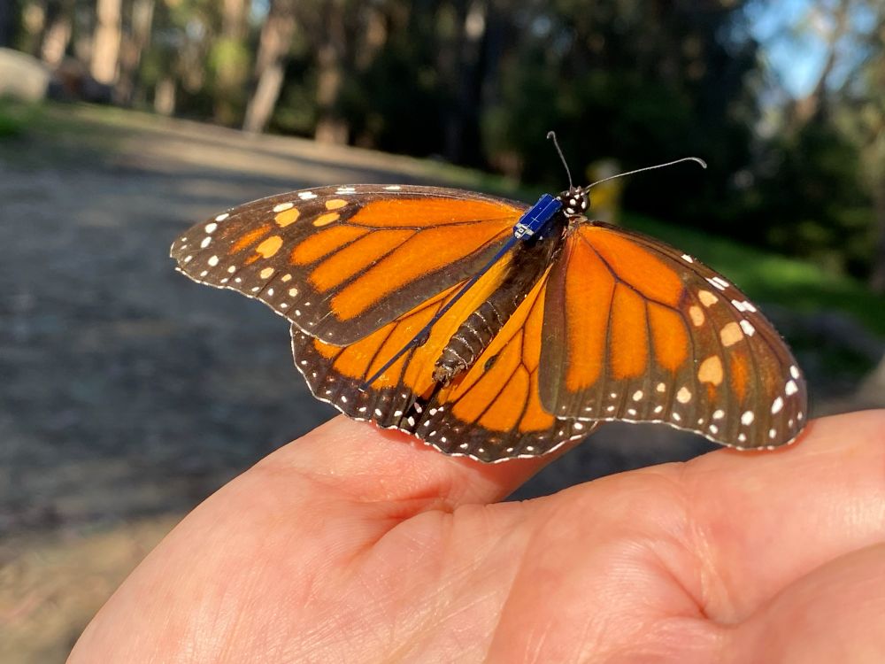 Monarch butterfly on person