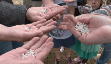 Volunteers clean up plastic pellets, or nurdles, along Carlsbad train tracks – NBC 7 San Diego