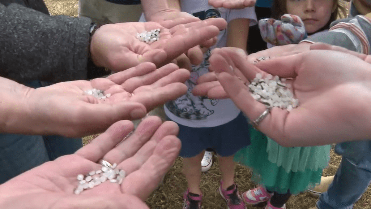 Volunteers clean up plastic pellets, or nurdles, along Carlsbad train tracks – NBC 7 San Diego