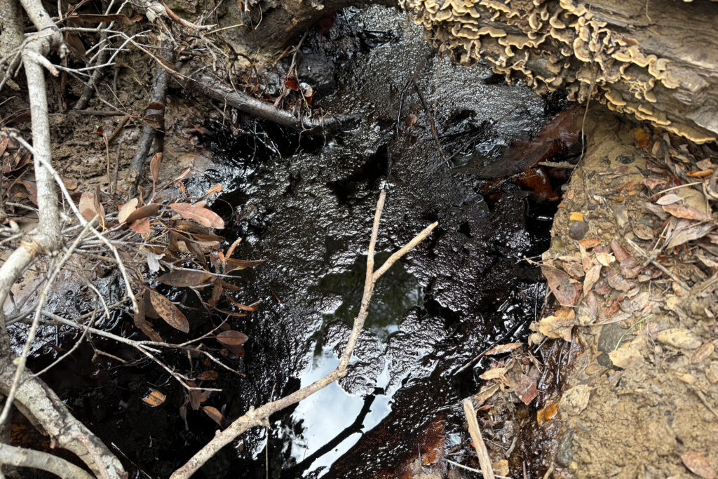A view of contaminated water immediately after the Carbon California oil spill in Ventura County. Credit: Courtesy of Ethan Higbee