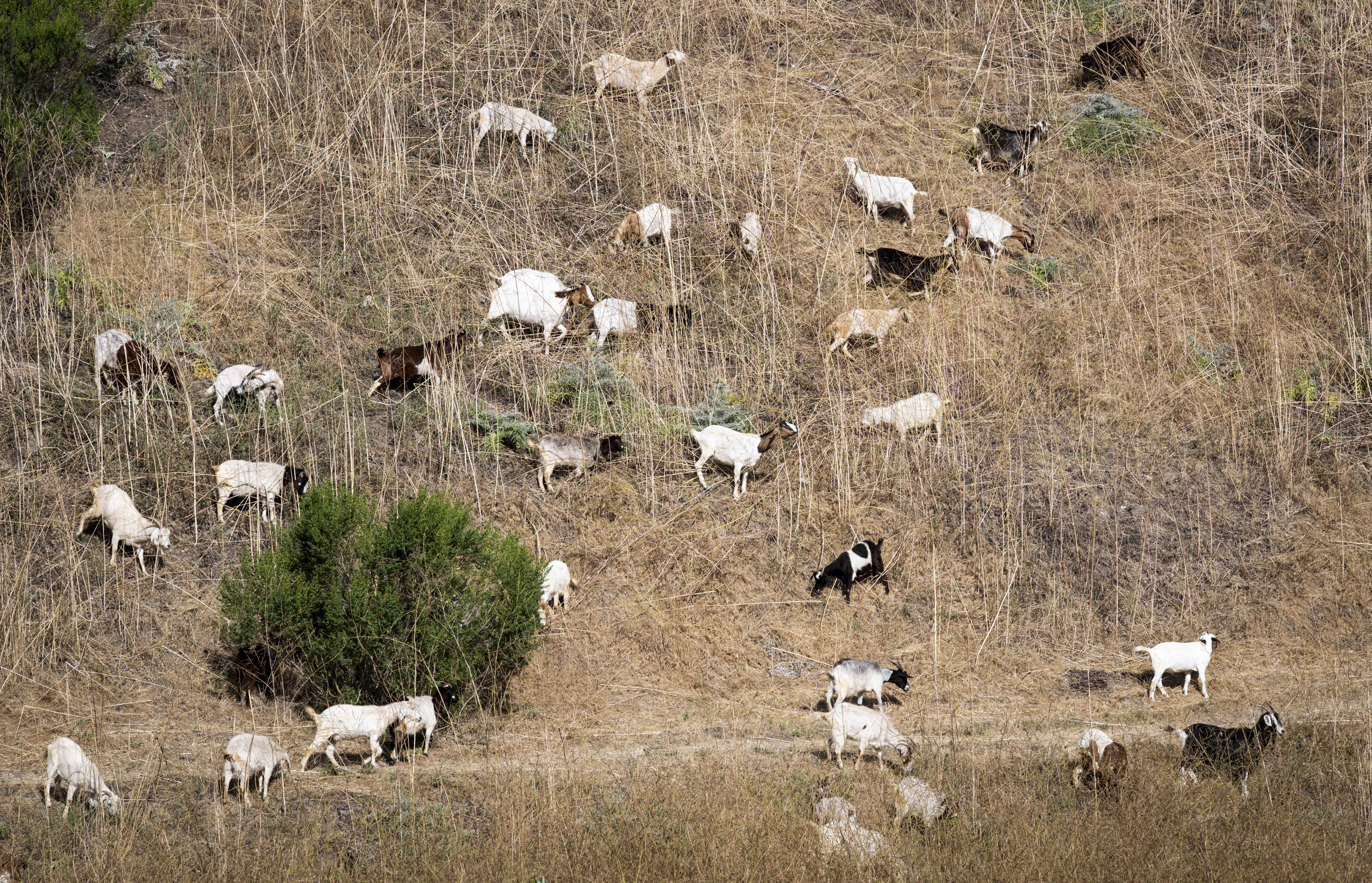 Goats graze on vegetation along the Oso Creek Trail in...