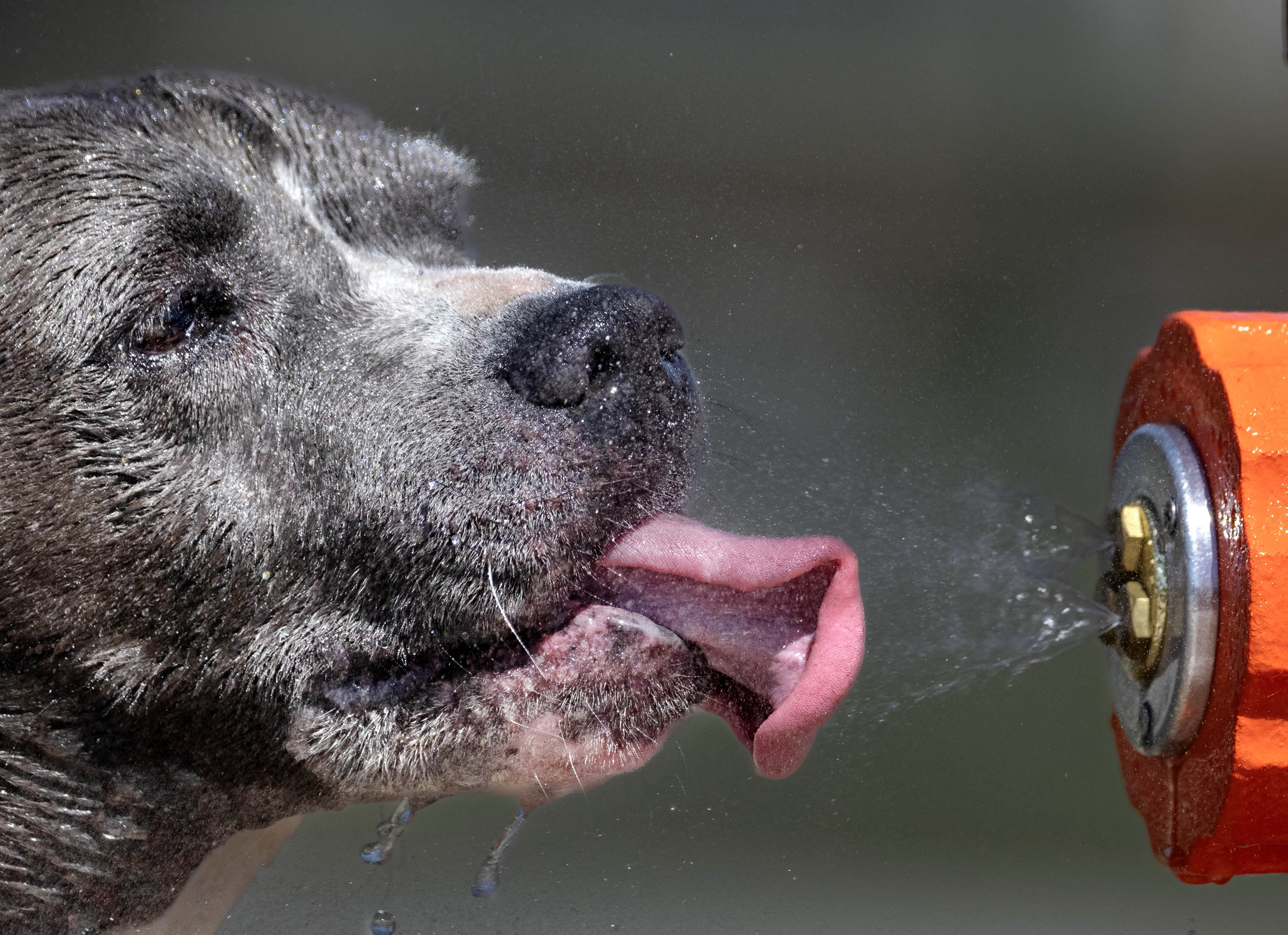 Luna takes a hydration break after romping in Santa Anaâs...