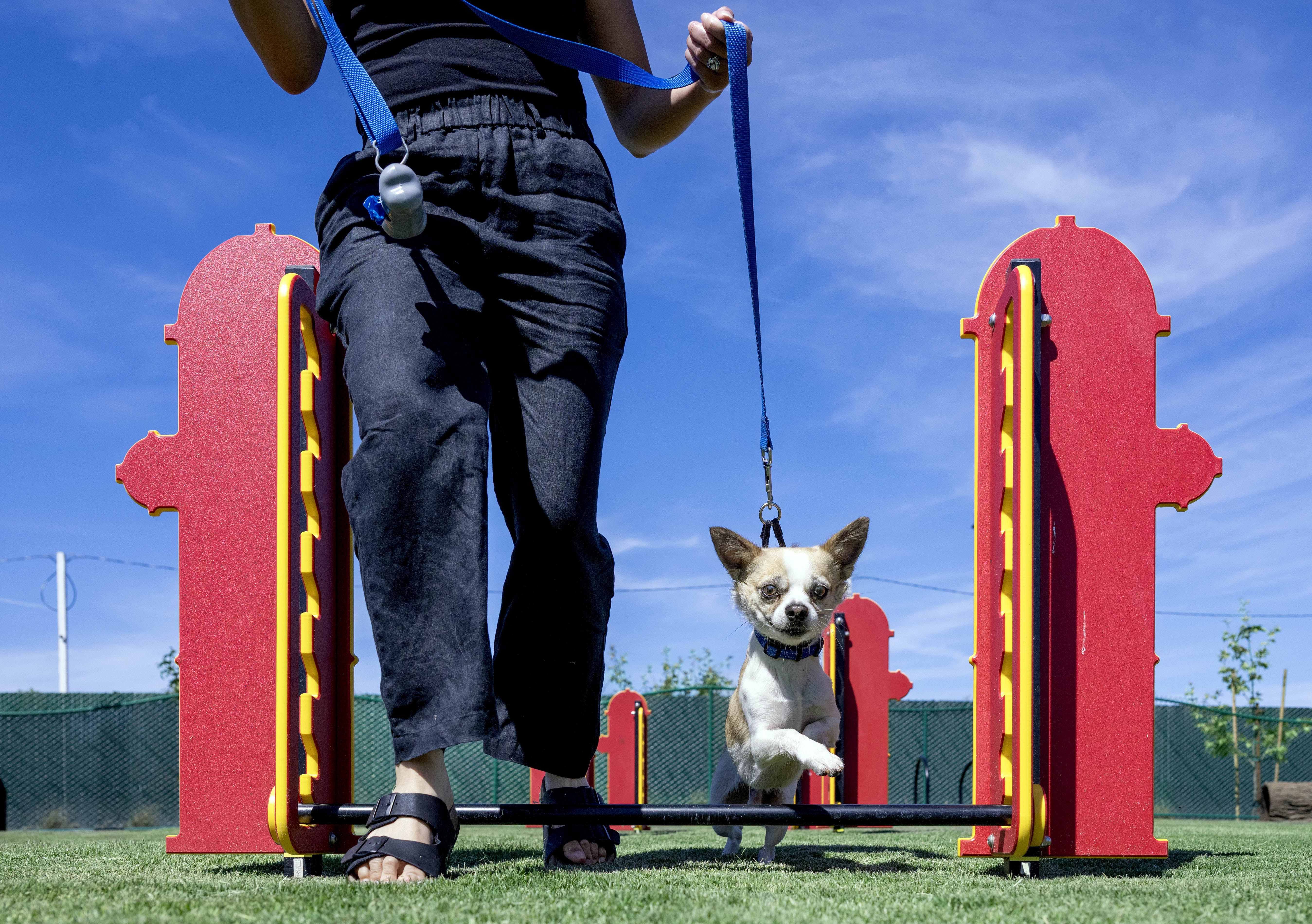 Noodle tests his agility skills at Santa Anaâs new dog...