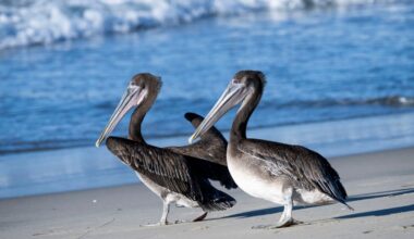 Sewage crisis endangers brown pelicans as well as humans – San Diego Union-Tribune