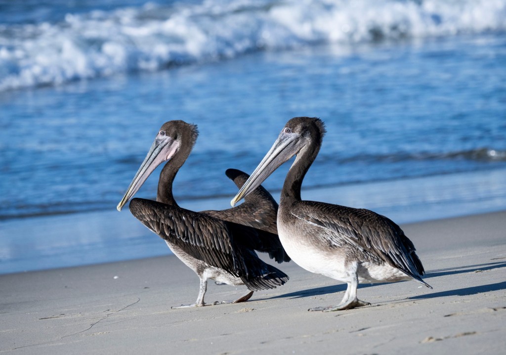 Sewage crisis endangers brown pelicans as well as humans – San Diego Union-Tribune