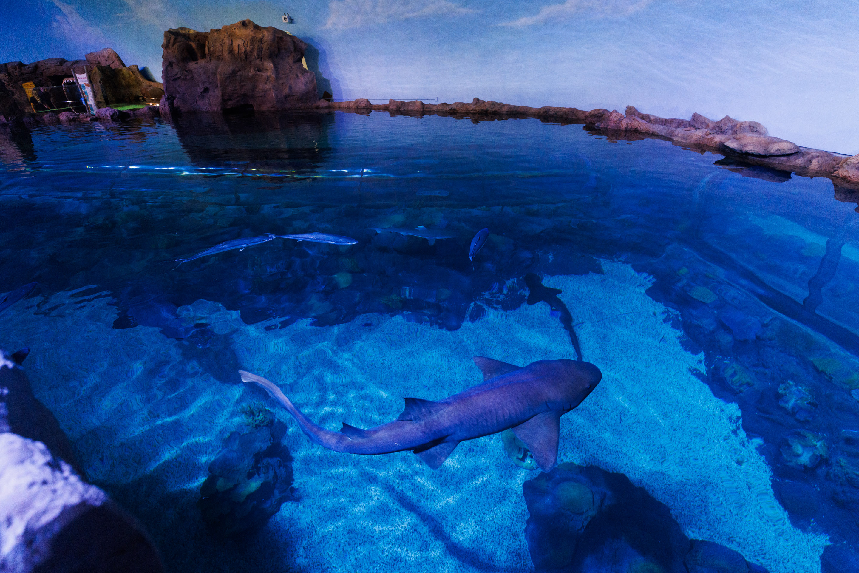 A nurse shark and other species can be viewed from...