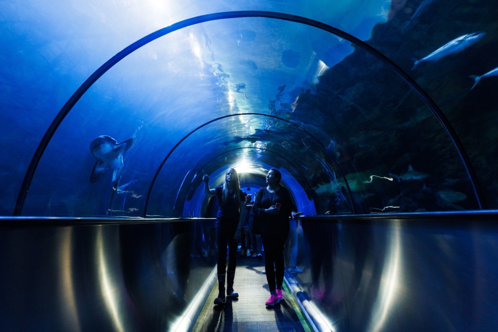 SeaWorld San Diego changes shark story from apex predators to endangered species – Orange County Register