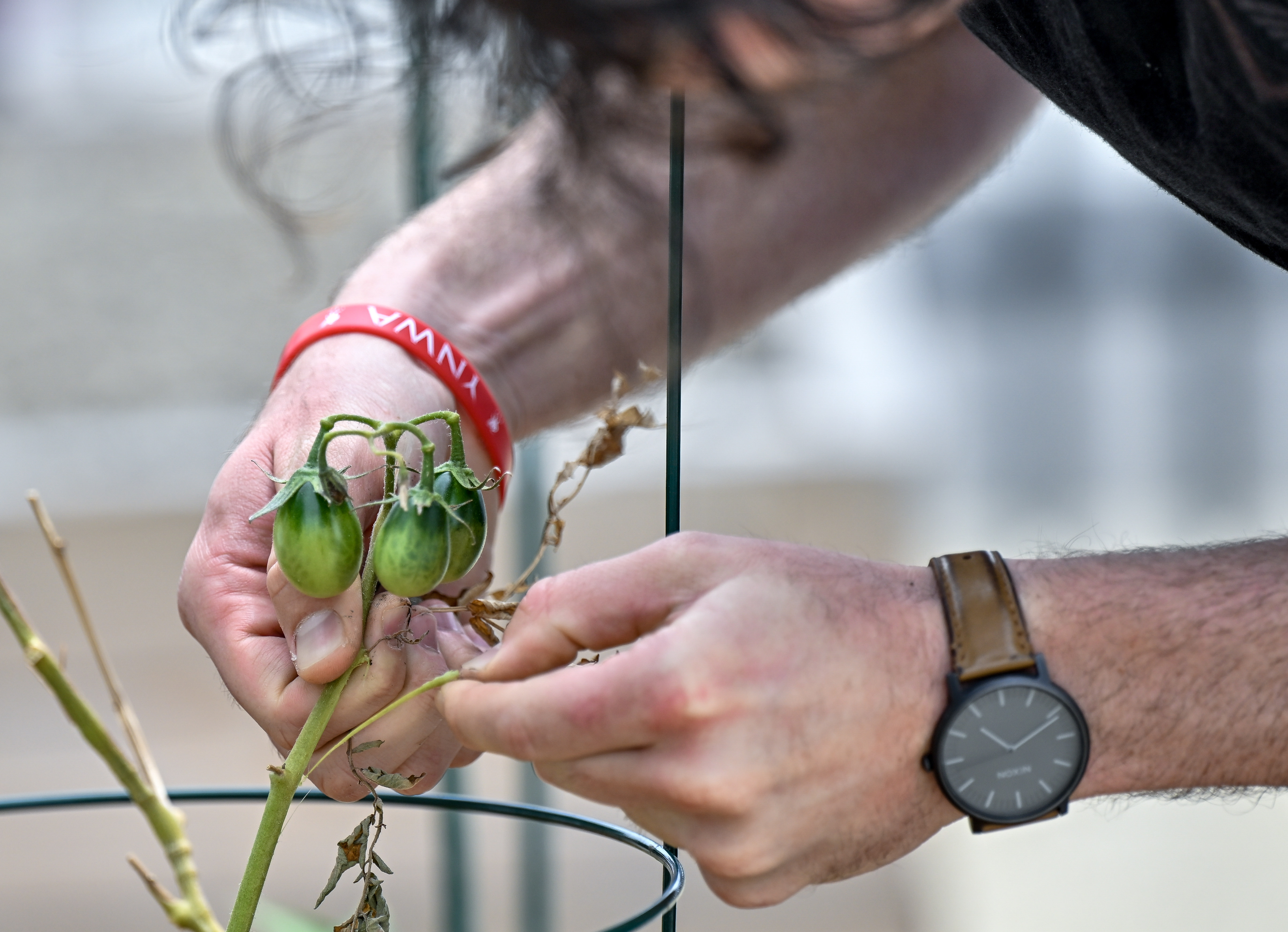 Olive Goch of Westminster prunes a tomato plant in his...