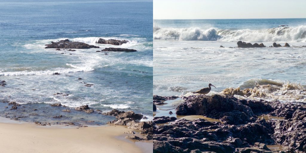 Left: Waves crash against tidal rock reef outcroppings. Right: Sea bird ibis hunts for mussels on the rocks.
