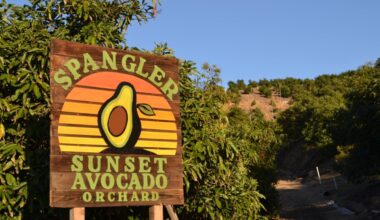 Pacific Beach man grows avocados and oranges, sells to locals