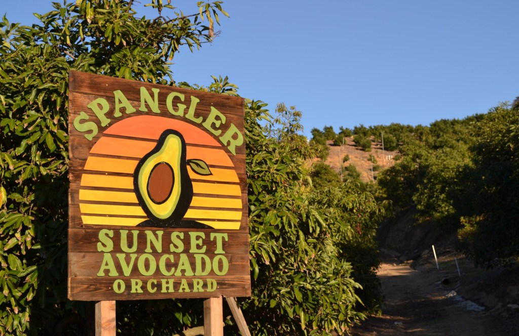 Pacific Beach man grows avocados and oranges, sells to locals