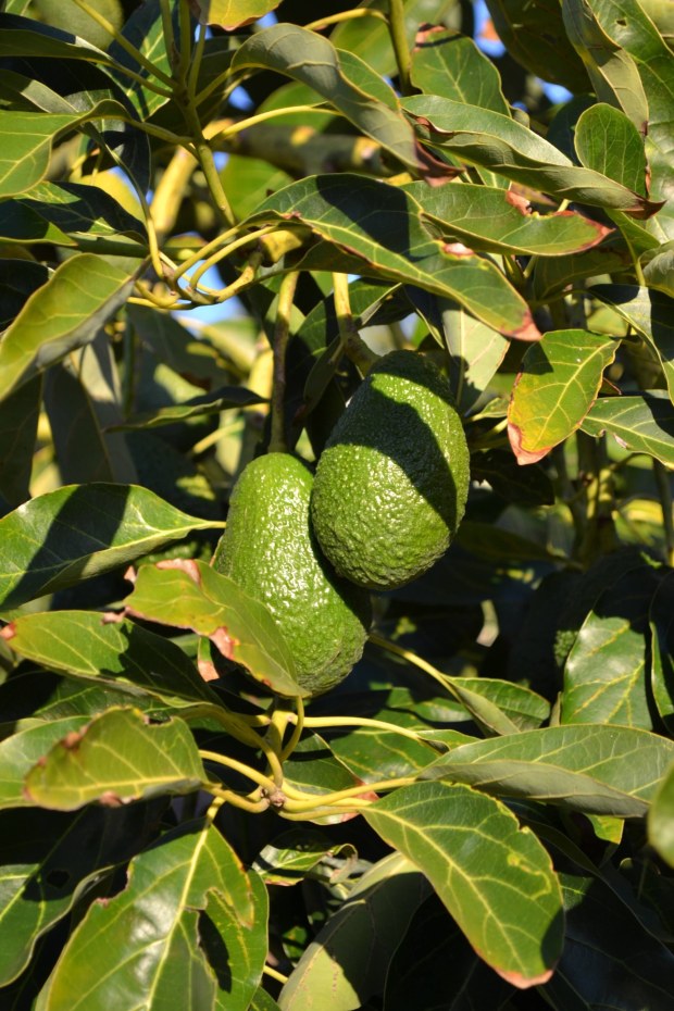 Hass avocados growing at Spangler Sunset Avocado Orchard. (Courtesy of Mike Spangler)