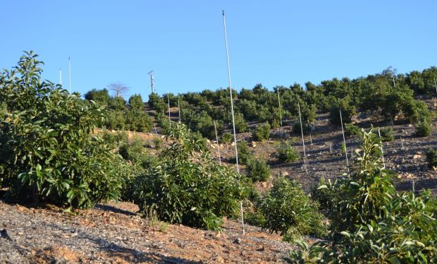 Some of the 1,600 Hass avocado trees at Spangler Sunset Avocado Orchard in Fallbrook. (Courtesy of Mike Spangler)