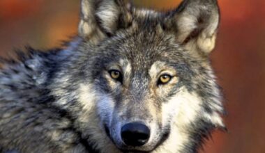 California wolf population rose 10% in 2025, data shows