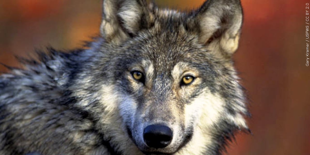 California wolf population rose 10% in 2025, data shows