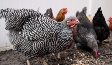 California laws are impacting Utah farmers