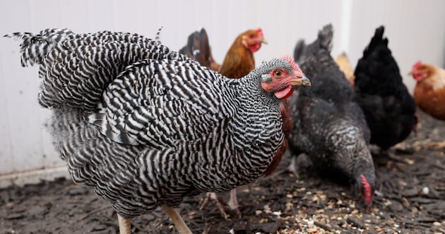 California laws are impacting Utah farmers