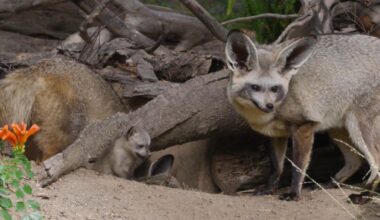Bat-eared fox kits born at San Diego Zoo Safari Park – NBC 7 San Diego
