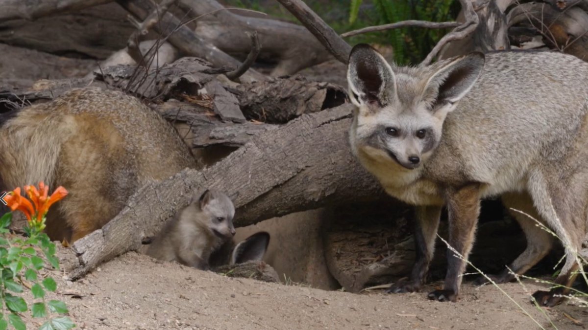 Bat-eared fox kits born at San Diego Zoo Safari Park – NBC 7 San Diego