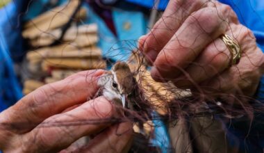 Bird alliance to observe bird banding in Milpitas – The Mercury News