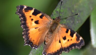 What's causing the big swarms of tiny orange butterflies in the Bay Area?