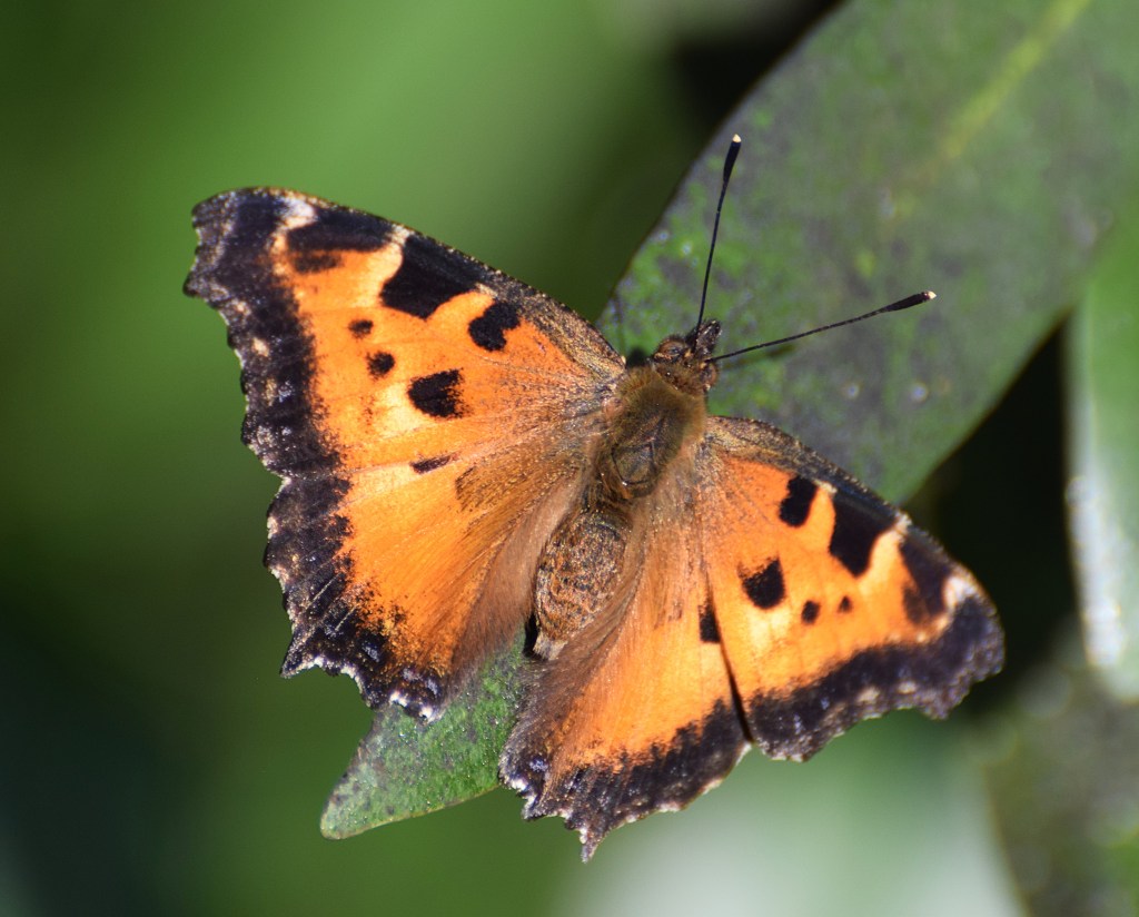 What's causing the big swarms of tiny orange butterflies in the Bay Area?