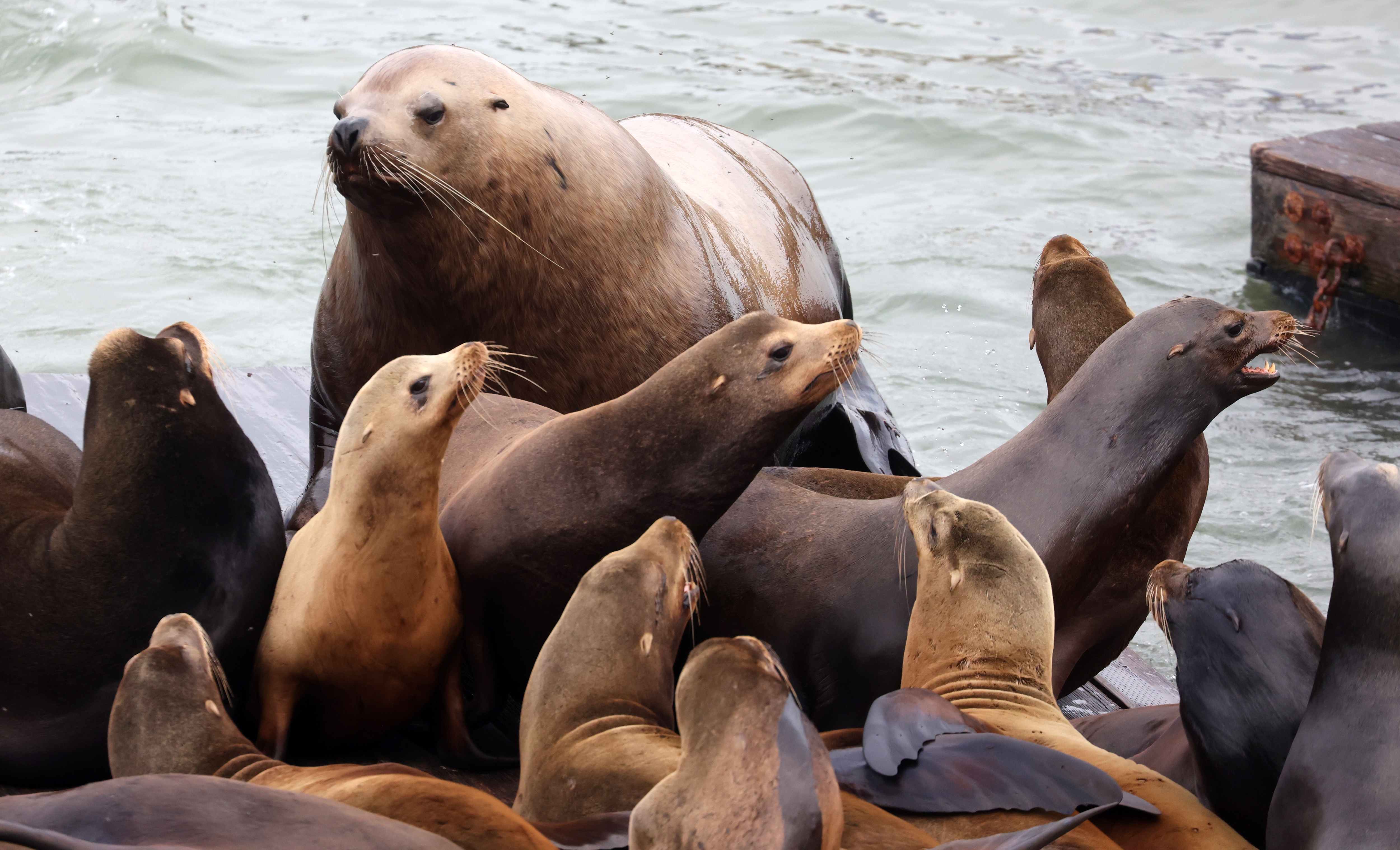 Chonkers, a Stellar sea lion, chills on a dock at...