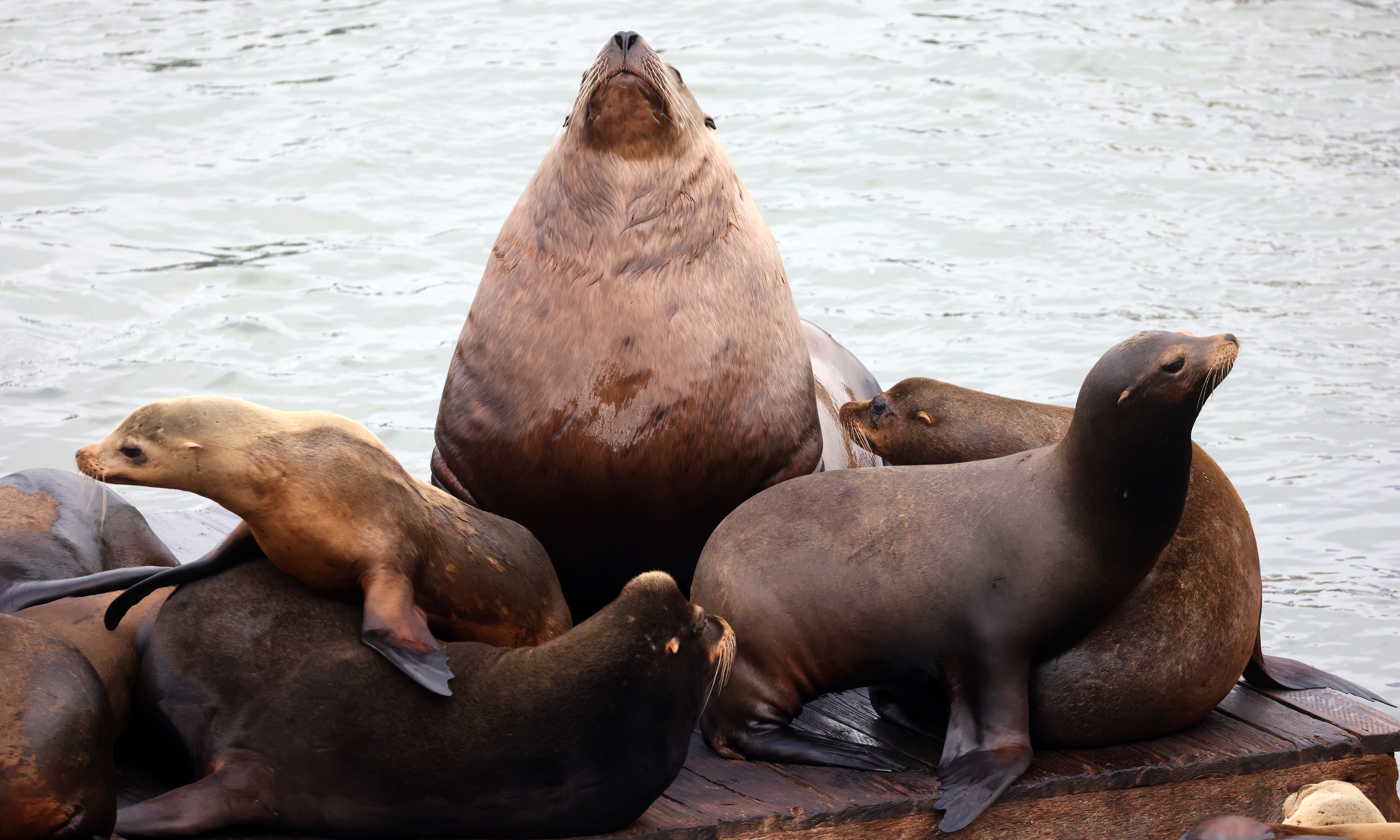 Chonkers, a Stellar sea lion, cools off on a dock...