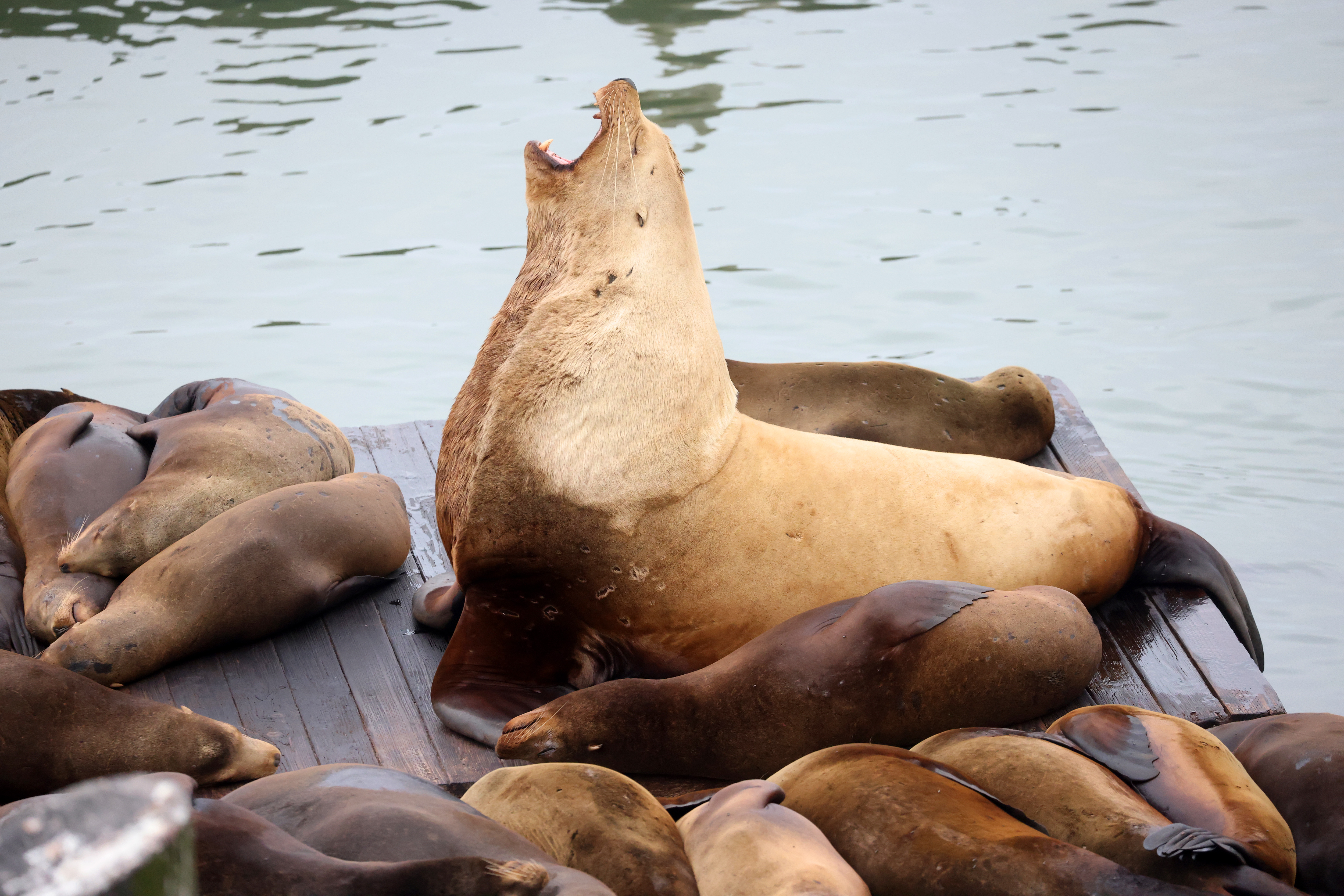 Chonkers lets out a roar-like sound on a dock at...
