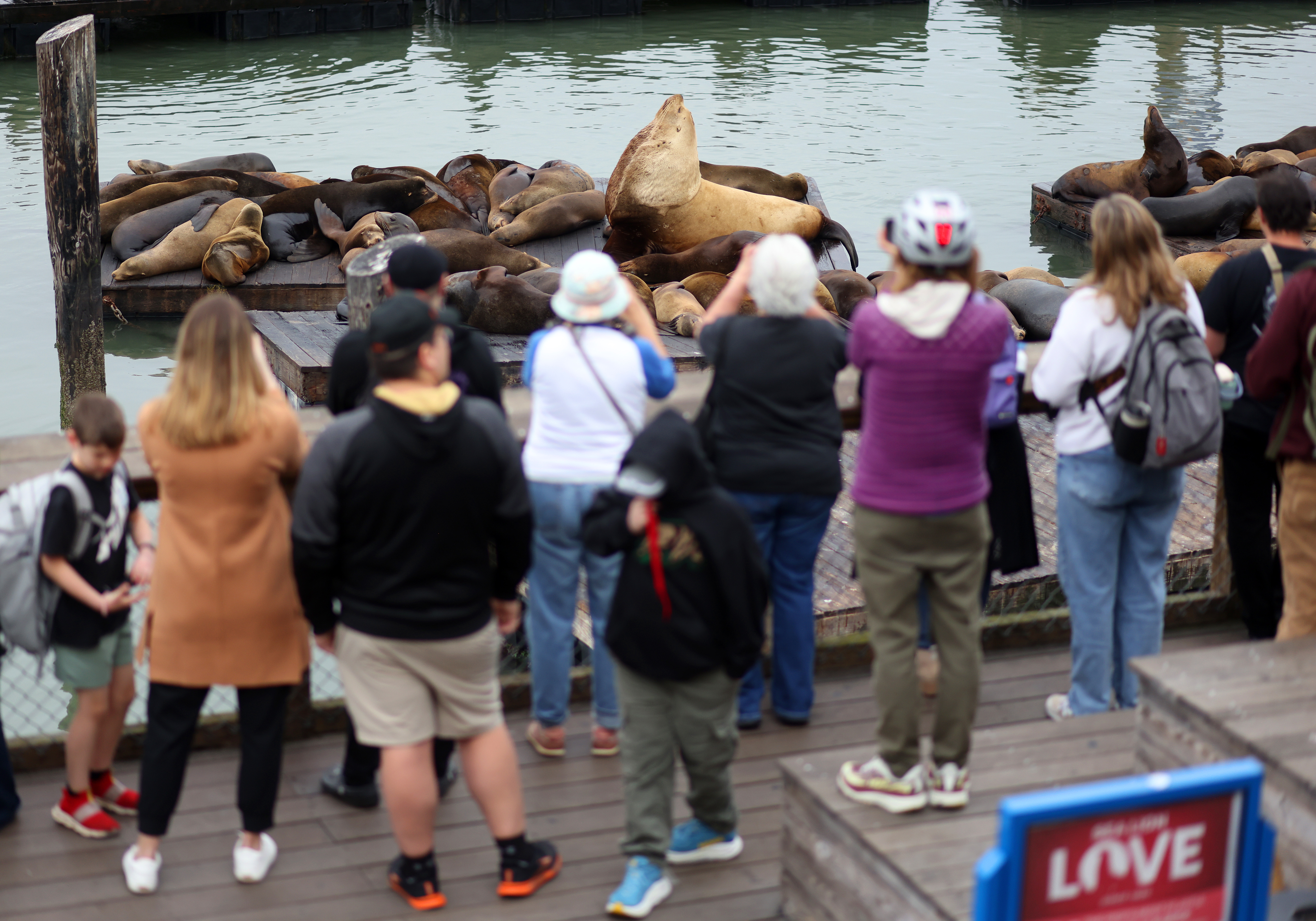 Visitors watch Chonkers, a Stellar sea lion who’s the new...