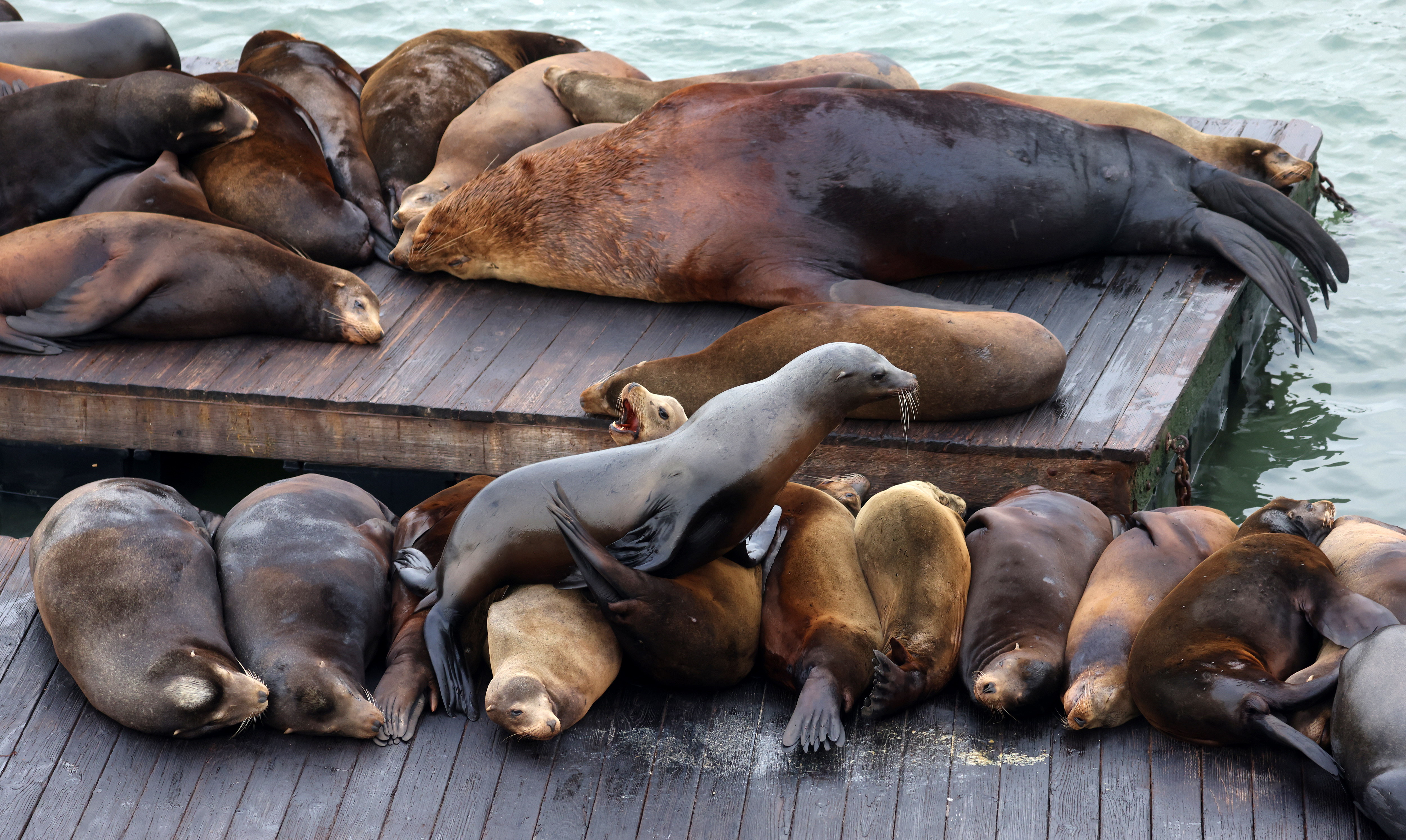 Chonkers sprawls out on a dock at Pier 39 in...