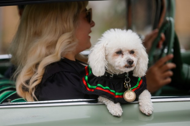 A dog rides in his owners car south down South King Road during the 3rd Annual San Jose Cinco de Mayo Cultural Parade & Festival in San Jose, Calif., on Sunday, May 3, 2026. (Nhat V. Meyer/Bay Area News Group)