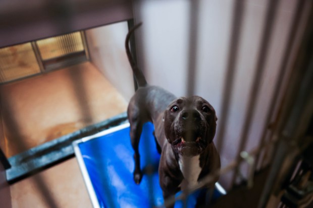 Coco, an 8-year-old pit bull who has been sheltered since August, has been at the the shelter the longest at City of San José Animal Care Center in San Jose, Calif., on Wednesday, May 27, 2026. (Shae Hammond/Bay Area News Group)