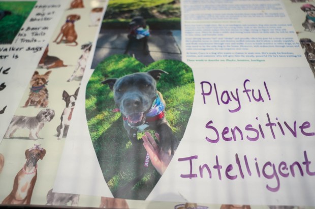 A picture of Coco, an 8-year-old pit bull who has been sheltered since August, at City of San José Animal Care Center in San Jose, Calif., on Wednesday, May 27, 2026. (Shae Hammond/Bay Area News Group)