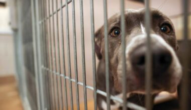 Bay Area shelters sent more than 1,200 dogs to rescue now accused of killing them – Times Herald Online