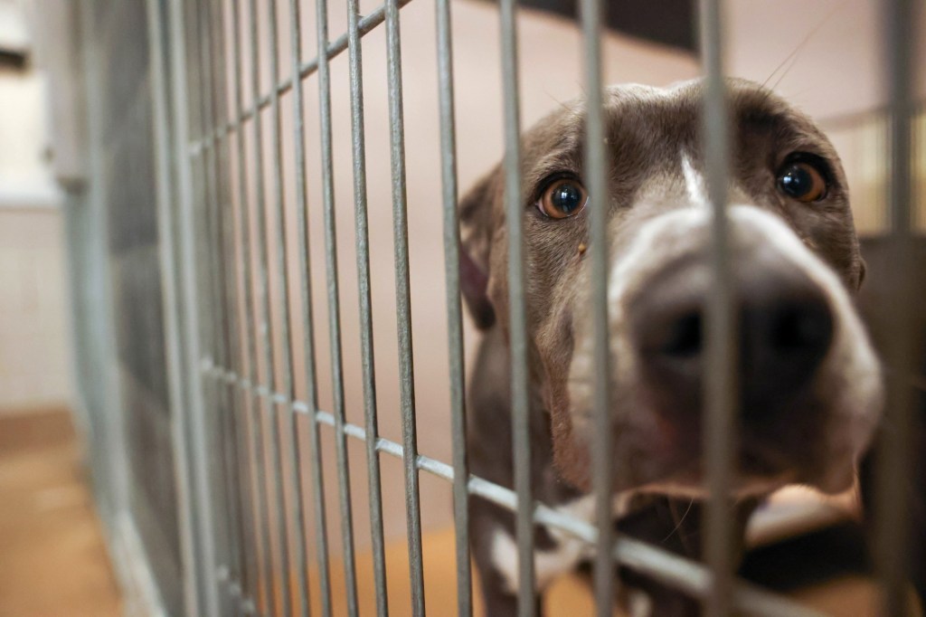 Bay Area shelters sent more than 1,200 dogs to rescue now accused of killing them – Times Herald Online