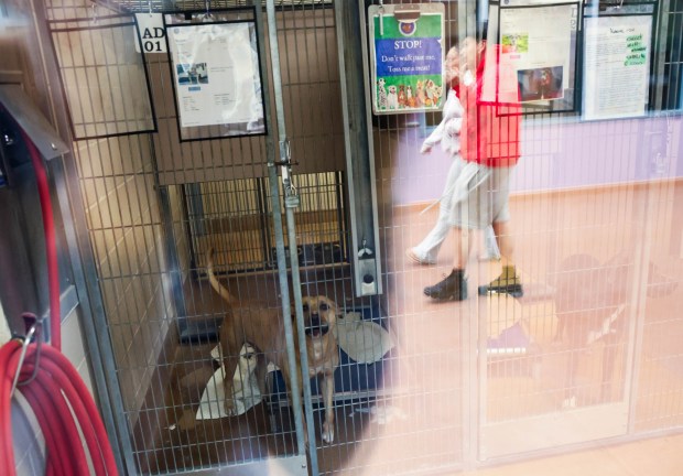 People walk by the dog kennels at City of San José Animal Care Center in San Jose, Calif., on Wednesday, May 27, 2026. (Shae Hammond/Bay Area News Group)