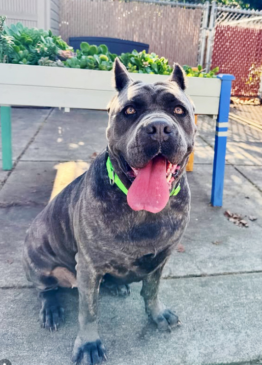 Zora, a mixed breed dog sent to Miranda's Rescue in Fortuna from the Oakland Animal Shelter, was one of the dogs found in a mass grave. (Photo by #dogtownadopts)