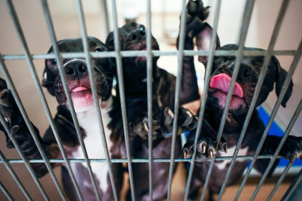 Puppies Dixie, Espresso, and Hazel, who have been sheltered since May 19th, climb on each other at City of San José Animal Care Center in San Jose, Calif., on Wednesday, May 27, 2026. (Shae Hammond/Bay Area News Group)