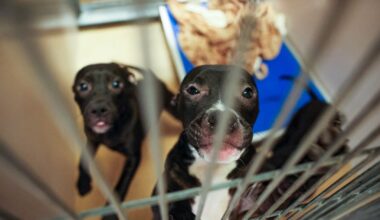 Bay Area shelters sent more than 1,200 dogs to rescue now accused of killing them – The Mercury News