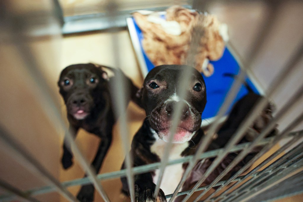 Bay Area shelters sent more than 1,200 dogs to rescue now accused of killing them – The Mercury News