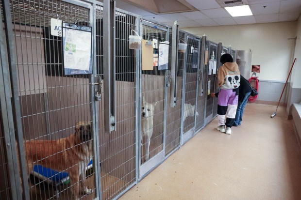 People look at dogs in kennels at City of San José Animal Care Center in San Jose, Calif., on Wednesday, May 27, 2026. (Shae Hammond/Bay Area News Group)