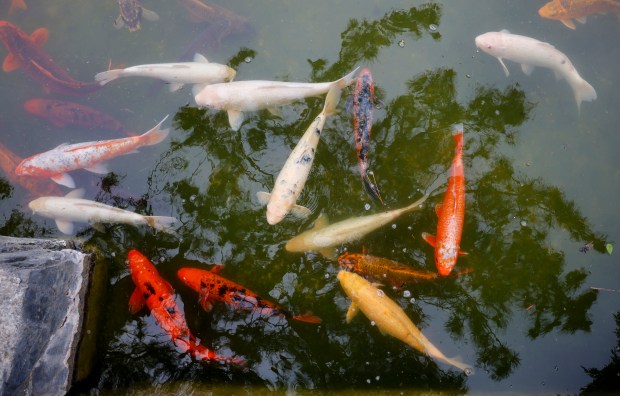 Koi swim in the water at the Japanese Friendship Garden in Kelley Park in San Jose, Calif., on Monday, May 4, 2026. (Nhat V. Meyer/Bay Area News Group)