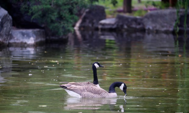 Geese float in the water at the Japanese Friendship Garden in Kelley Park in San Jose, Calif., on Monday, May 4, 2026. (Nhat V. Meyer/Bay Area News Group)