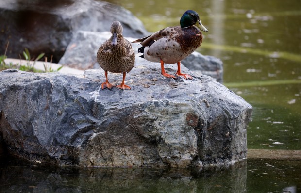 Ducks stand on a rock at the Japanese Friendship Garden in Kelley Park in San Jose, Calif., on Monday, May 4, 2026. (Nhat V. Meyer/Bay Area News Group)